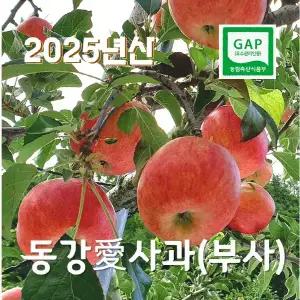 영월 고랭지 부사 10kg GAP인증 사과 가정용선물용