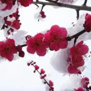 매화나무 설중매.홍매화 접목2년생 묘목