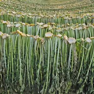 햇 시래기 양구 펀치볼 무청 건시래기 1kg