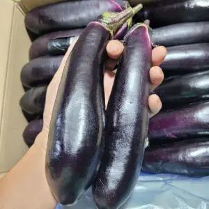 가지 국내산 가지 특 5kg 발품장터