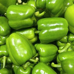 [지지팜] 청파프리카 2kg 5kg 청피망 대체사용 녹색
