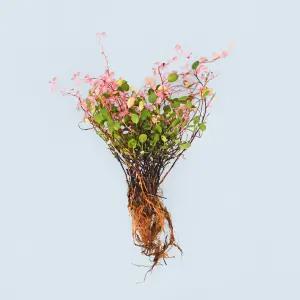 핑크 트리안 세척 모종 소형 수경재배 식물 키우기쉬운 인테리어 실내공기정화 식물