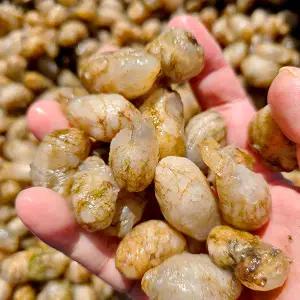 바다내음 가득한 제철 오만둥이 생물 오만둥이 4kg