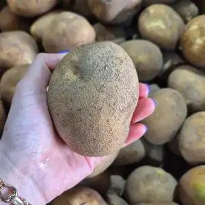 국내산 못난이 수미감자 햇감자 특