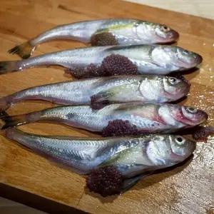 동해안 급냉 랜덤 알도루묵 1kg