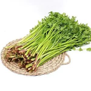 지금이 찐 제철! 국내산 청도미나리 1kg