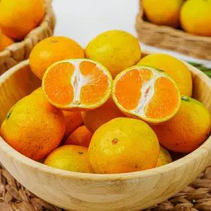 고당도 제주 타이벡 노지 감귤 9kg