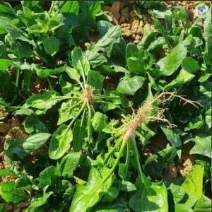 남해섬초 시금치 1kg 보물초