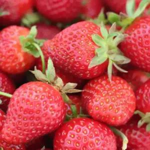 산지발송 논산 눈처럼 달콤한 고당도 설향딸기