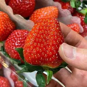 고령 논산 금실 딸기 500g 30-40과 논산딸기 생딸기 고령딸기 겨울딸기 당진딸기 부여딸기 햇딸기