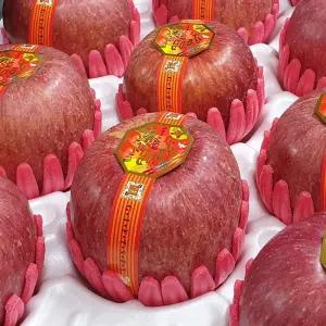 [안동댁사과] 부사 사과 / 5kg 대과(14~16과)