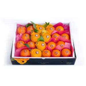 제주 한라봉+천혜향+레드향 혼합 과일선물세트 3kg 5kg