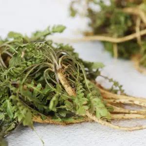 [산지직송] 안면도 자연산 흙냉이 1.6kg