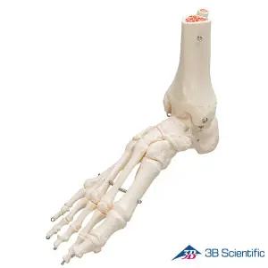 [종로의료기]3B Scientific 인체모형 발골격모형 A31 발목포함