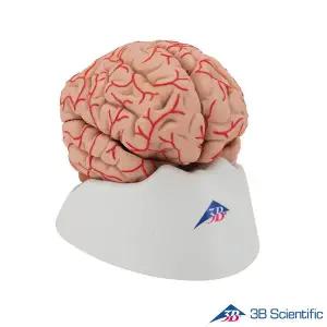 [종로의료기]3B Scientific 인체해부모형 9분리 뇌모형 C20 동맥포함 Brain with Arteries