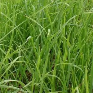 오챠드그라스씨앗 풀씨 목초종자 오챠드그라스풀씨 목초식물종자 (WFJ7CQK)