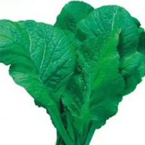 갓씨앗 채소종자 김치용갓종자 채소김장씨앗 20g 김치용 (WFKBYO5)