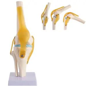 의사 정형외과 골격 해부학적 학습을 위한 인대가 있는 기능적 수명 무릎 모델 해부학 ACL PCL MCL 및