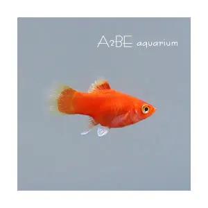 [에이투비] 앵두 플래티 / 3cm / 4마리