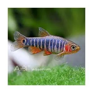 [에이투비] 에메랄드 드워프 라스보라 / 1 - 1.5cm전후 / 5마리