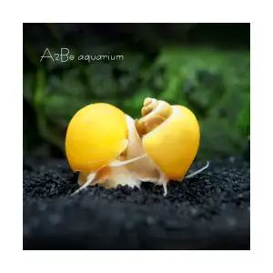 [에이투비]애플스네일 / 등갑 1.5~2cm전후 / 1마리