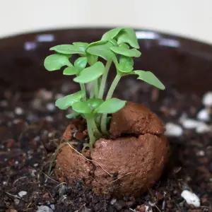 방울토마토 바질 해바라기 씨앗 흙 2개입 5봉종자 가드닝용품 채소 판매 반려식물키우기 베란다정원 도매