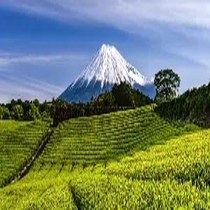 시즈오카 4일 #스마일 호텔 시즈오카 #자유여행 #오후출발 #싱글OR트윈룸[조식불포함] #가성비호텔