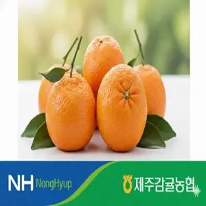 [제주감협] 26년 제주 레드향 3.5kg*1박스