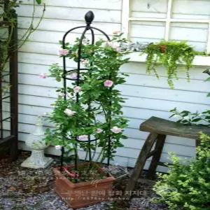 유럽 장미펜스 넝쿨지지대 오벨리스크 아치