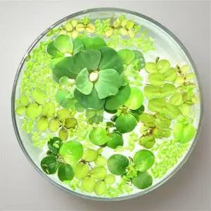 부상 수초 음성 전경 붕어 어항 포트 세트 열대어 개구리밥