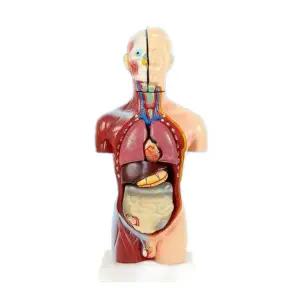 올원픽 인체장기구조 모델 모형 몸통 해부학 해부