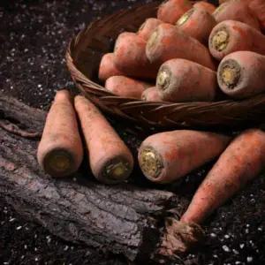 제주 구좌 햇 흙당근상 10kg