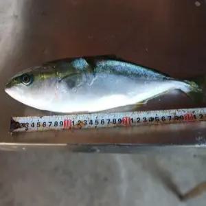 국산 미니 방어 1kg