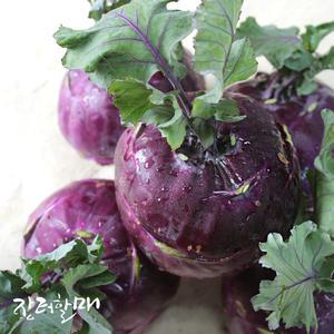 [장터할매]제주 콜라비 5kg 10kg 랜덤과