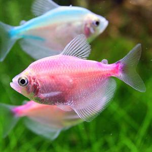 관상어 열대어 카라신과 / 칼라테트라 [4마리]