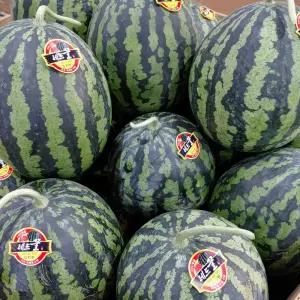 황금열매 전라도 고당도 맛있는 수박 7kg(큼)