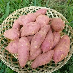 2025년산 해남 고구마 꿀고구마 10kg (한입) 햇고구마