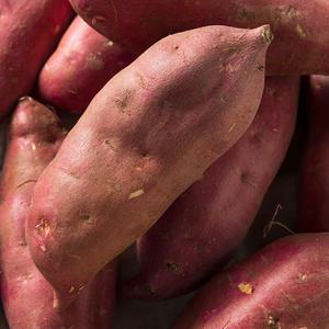 해남 세척 꿀고구마 한입 10kg