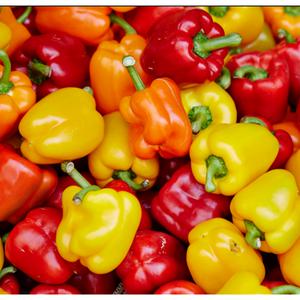 지지팜 못난이 파프리카 2kg 빨강 노랑 주황 신선한 산지직송