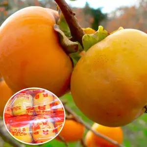 [st푸른농원][GAP인증]밀양 얼음골 단감 10kg(박스포함) 67-70과