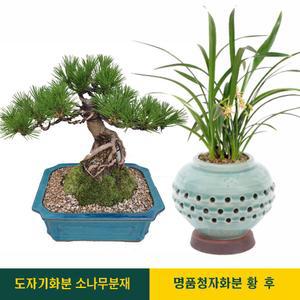 선물용 고급 동양란 승진 취임 개업 축하 난 화분