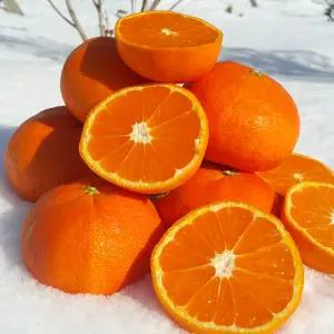 [프레쉬킹] 청정 제주 레드향 5kg 천혜향 한라봉