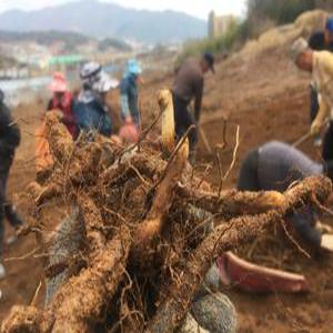 [고사리종근] 먹 고사리재배  종근 뿌리 씨앗 모종  10kg  우수 품종 품질 고품질 다수확