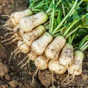 국산 알타리 무 1단 2.5kg 내외 총각무 총각김치