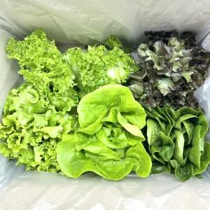 무농약 유럽형 모듬쌈채소 1kg 유러피안 샐러드 샌드위치