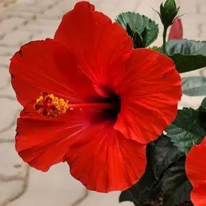 덴마크무궁화 중품 하와이무궁화 하비스커스 야생화 반려식물 A10