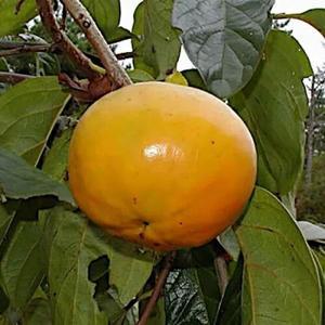 홍시 감나무묘목 / 월하시 / 10월에 따는 곶감용