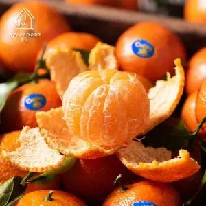 갤러리아 [웰굿] 프리미엄 미국산 달콤한 만다린 귤 5kg(61-75과)