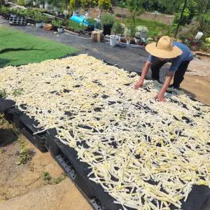 전남 구례 말린 죽순 건죽순 300g 분죽