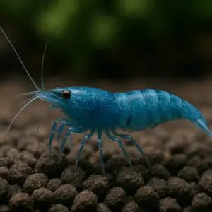 블루벨벳 새우 5마리